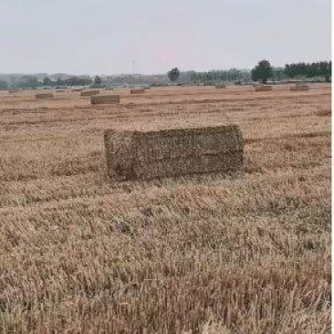 25年一次成型小麦秸秆，水份安全，无土无膜牛草标准