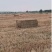 25年一次成型小麦秸秆，水份安全，无土无膜牛草标准