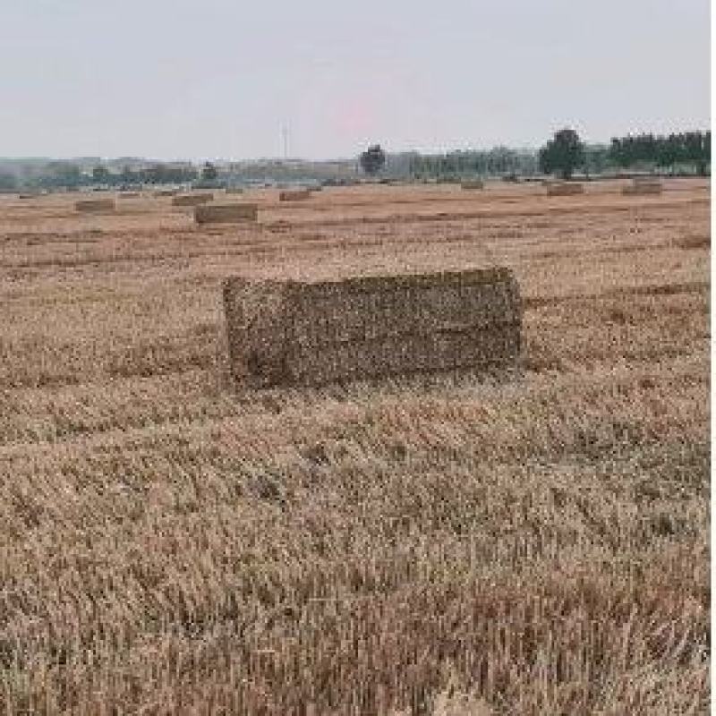 25年一次成型小麦秸秆，水份安全，无土无膜牛草标准