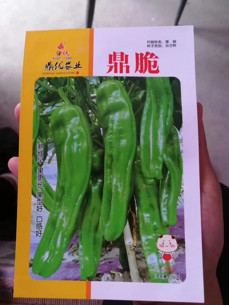 鼎脆辣椒种子早熟果更长皮薄有皱耐高温耐低温果型上下一致