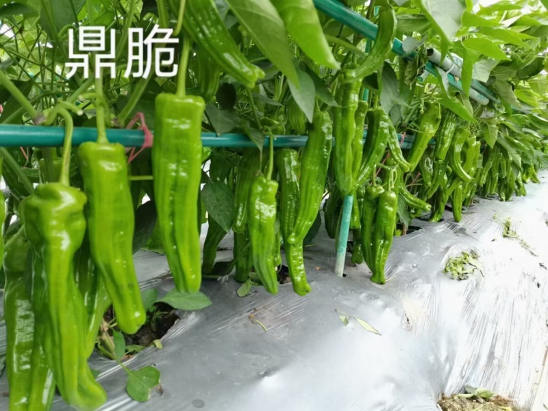 鼎脆辣椒种子早熟果更长皮薄有皱耐高温耐低温果型上下一致