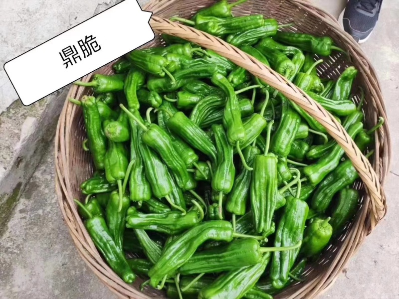 鼎脆辣椒种子早熟果更长皮薄有皱耐高温耐低温果型上下一致