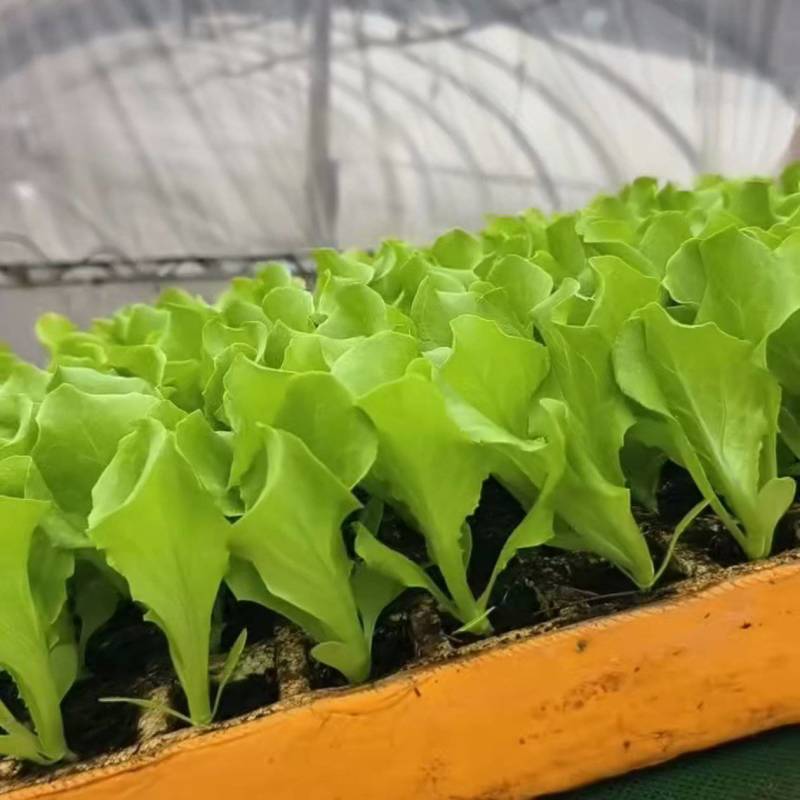 意大利生菜苗/云南生菜苗/基地现挖现发/成活率高量大从优