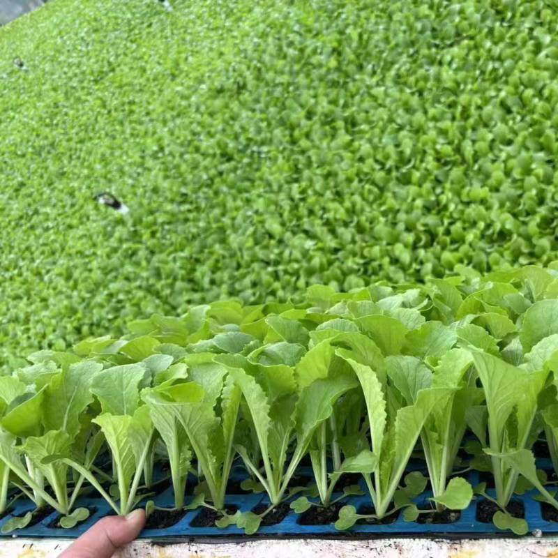 青菜苗云南通海育苗基地直供现挖现发量大从优抗病高产