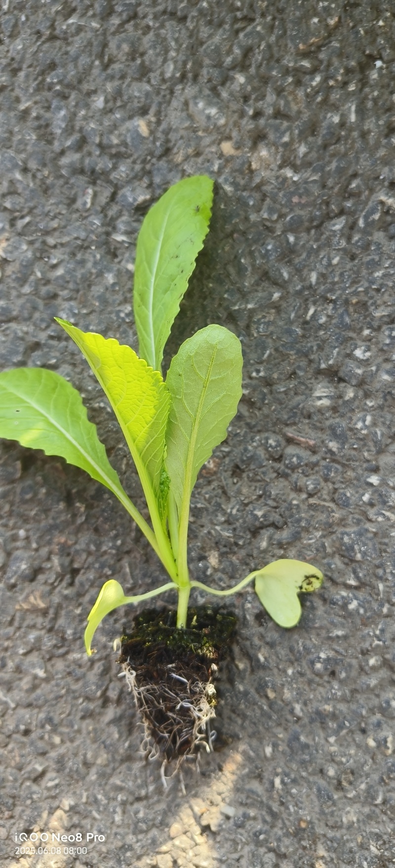 青菜苗云南通海育苗基地直供现挖现发量大从优抗病高产