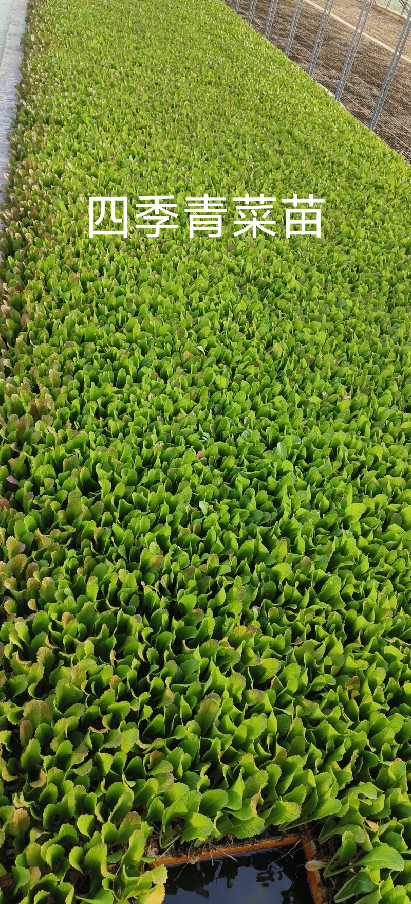 青菜苗云南通海育苗基地直供现挖现发量大从优抗病高产