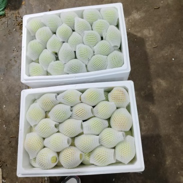 云南红河蒙自白心芭乐大量供应红心芭乐诚信经营