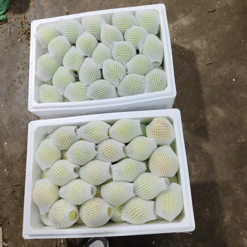 云南红河蒙自白心芭乐大量供应红心芭乐诚信经营