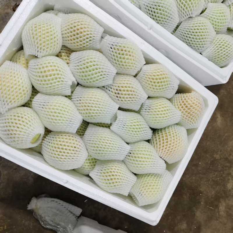 云南红河蒙自白心芭乐大量供应红心芭乐诚信经营