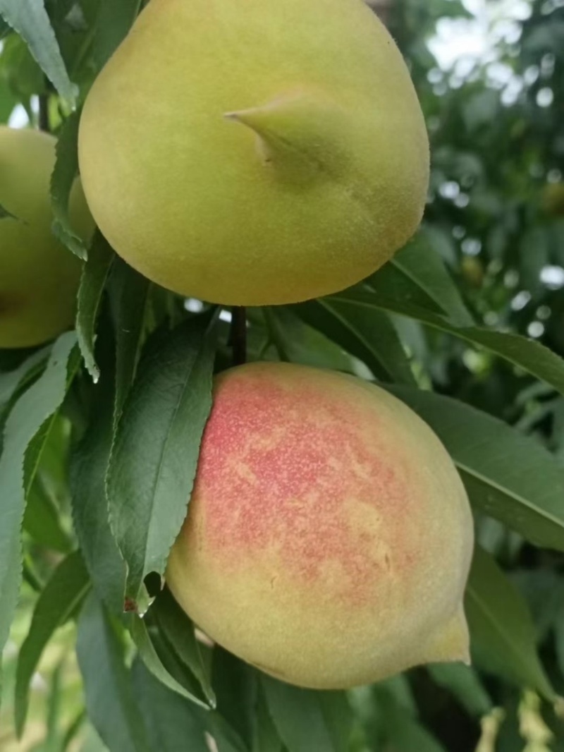 云南红河蒙自鹰嘴蜜桃大量上市品质保证诚信经营欢迎选购