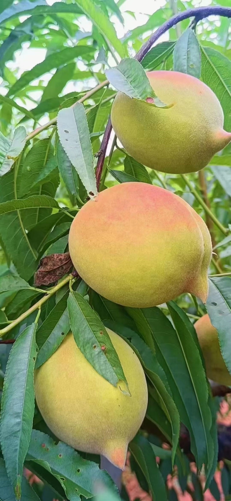 云南红河蒙自鹰嘴蜜桃大量上市品质保证诚信经营欢迎选购