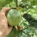百香果