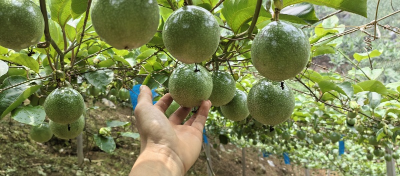 百香果
