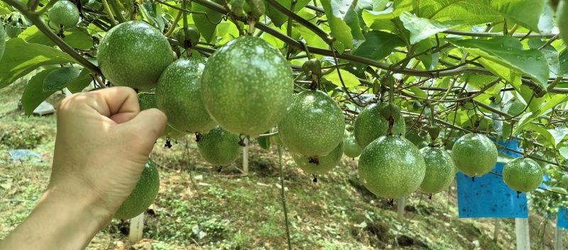 百香果