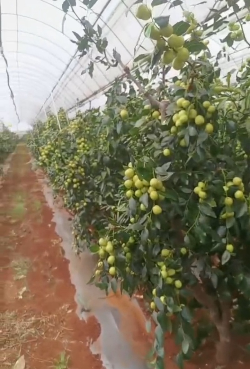 云南红河金丝蜜枣蜜罐枣大量供应潘枣诚信经营