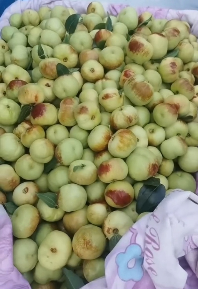 云南红河金丝蜜枣蜜罐枣大量供应潘枣诚信经营