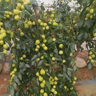 云南红河蒙自金丝蜜枣大量上市蟠枣大蜜罐枣诚信