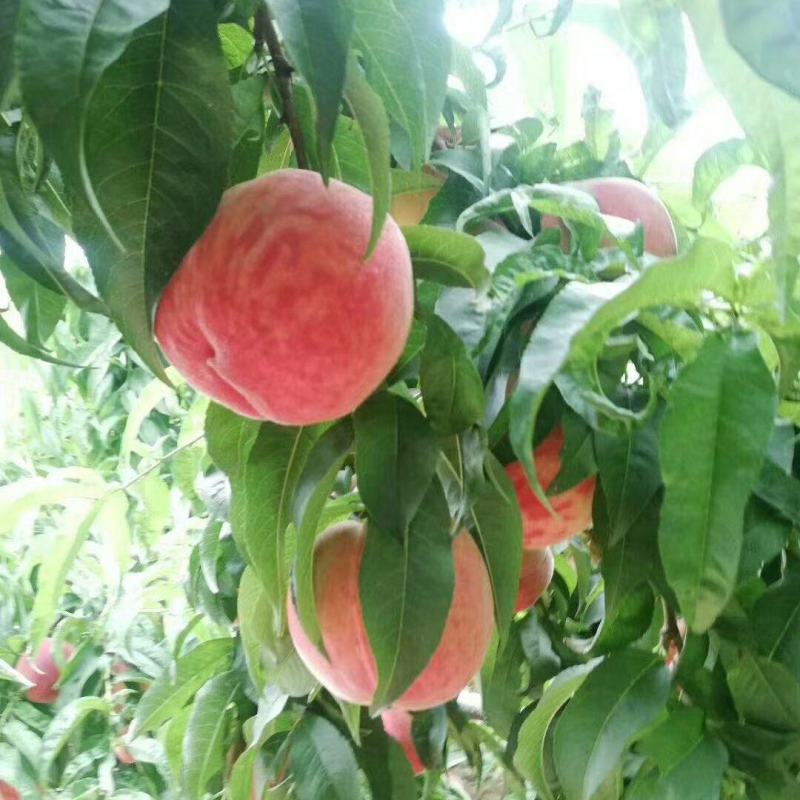 毛桃大量成熟陕西露天毛桃大量上市货源充足糖度高果面亮