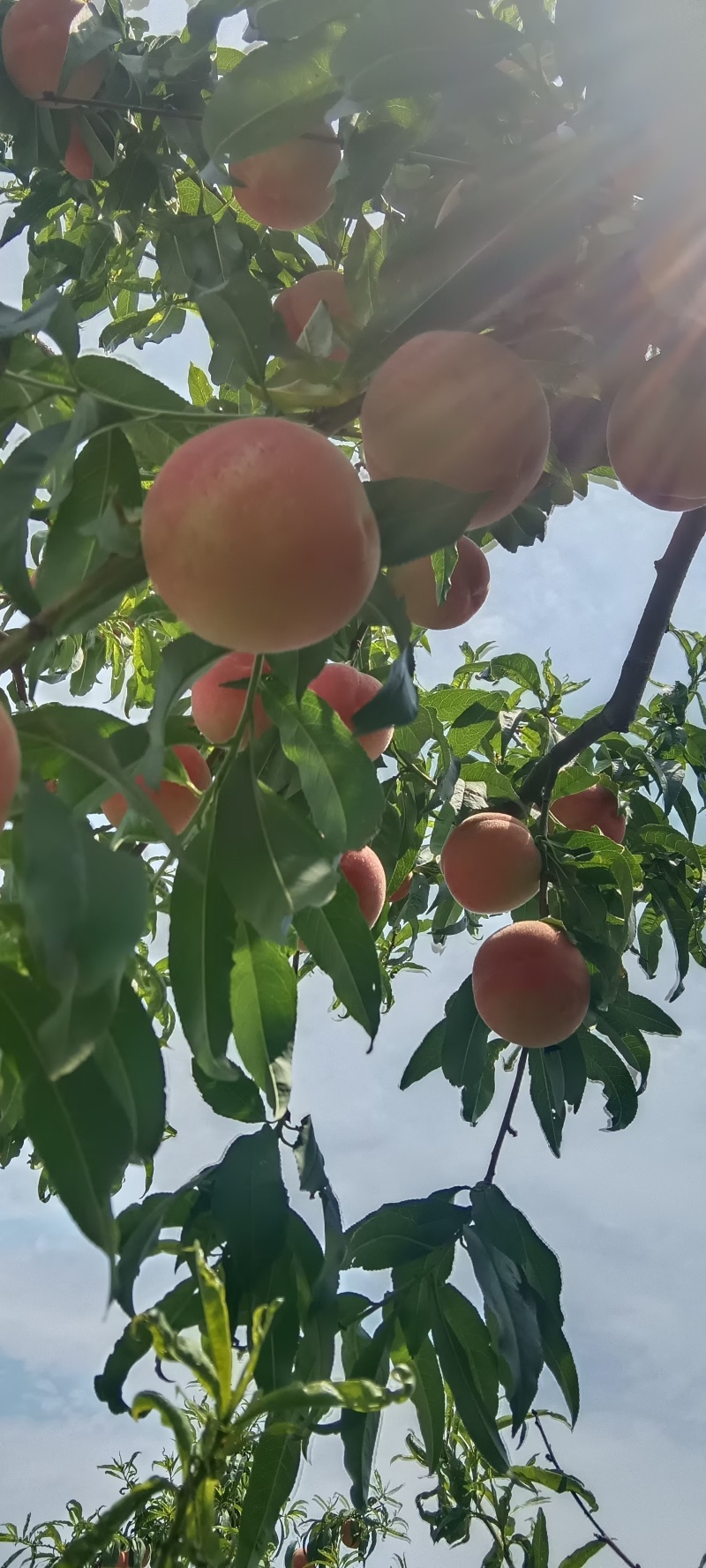 毛桃大量成熟陕西露天毛桃大量上市货源充足糖度高果面亮