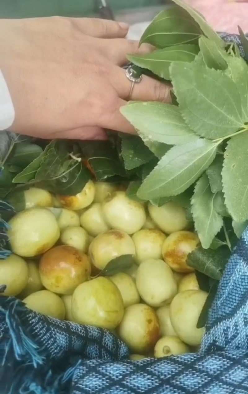 云南红河蒙自金丝蜜枣大量上市蟠枣大蜜罐枣诚信