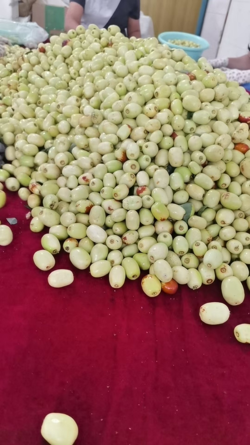 云南红河蒙自金丝蜜枣大量上市蟠枣大蜜罐枣诚信