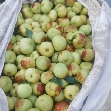 云南红河金丝蜜枣蜜罐枣大量供应潘枣诚信经营