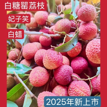 广东茂名荔枝（各种品种）个头均匀甜度口感都有大量上市