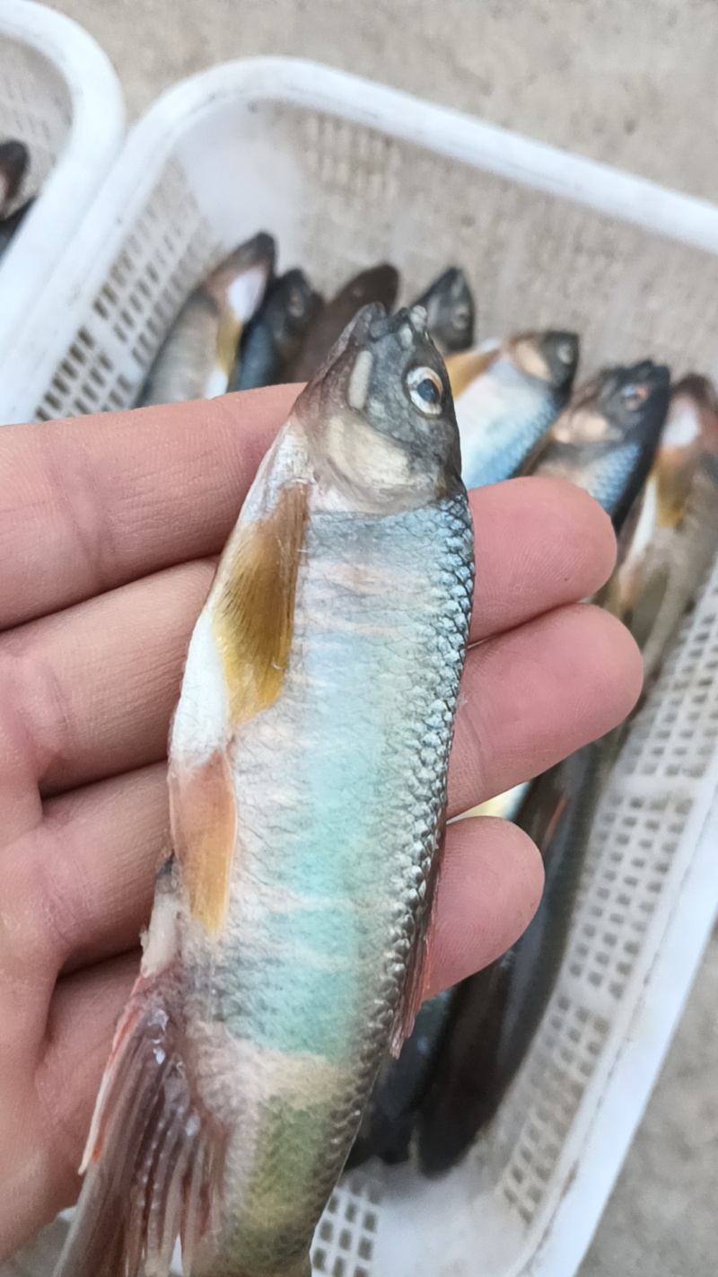 桃花鱼