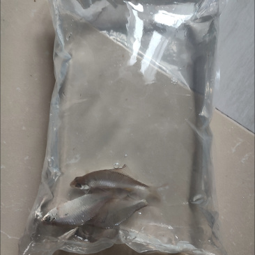 膨皮鱼大量供应