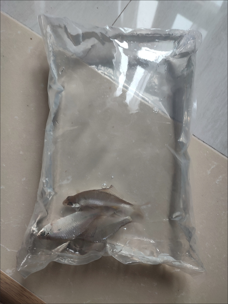 膨皮鱼大量供应
