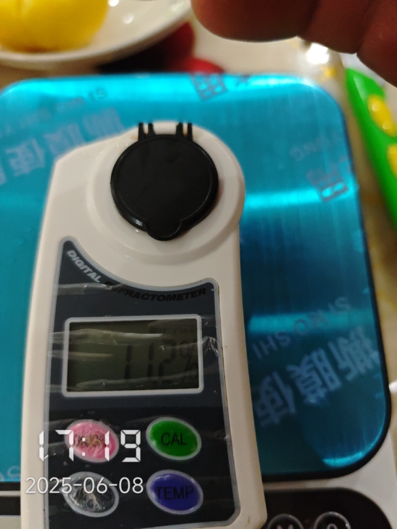 重庆锦春黄桃上巿，硬桃，白心，不脱骨，早熟，