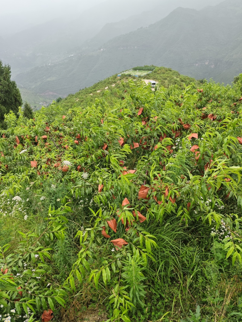 重庆锦春黄桃上巿，硬桃，白心，不脱骨，早熟，