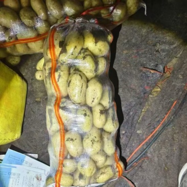河南开封祥符区沃土，土豆大量上市