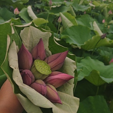 荷花