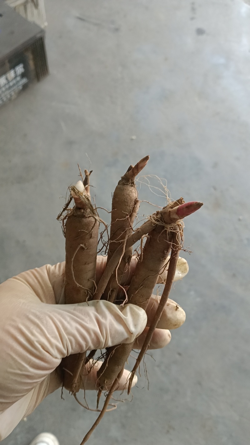 【视频看货】四年精品赤芍苗，基地直发，技术支持