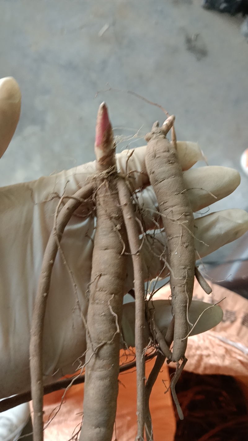 【视频看货】四年精品赤芍苗，基地直发，技术支持