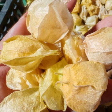 专业一件代发东北姑娘灯笼果，黄菇娘，电商直供，一手货源，