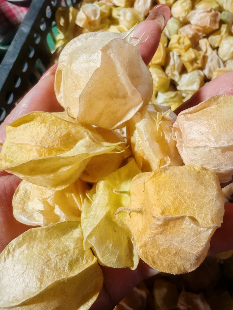 专业一件代发东北姑娘灯笼果，黄菇娘，电商直供，一手货源，