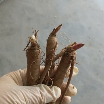 【视频看货】四年精品赤芍苗，基地直发，技术支持