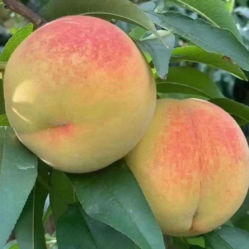 安徽砀山黄桃，大量有货，品质佳，规格齐全，欢迎咨询