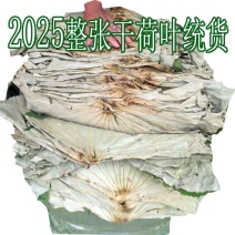 2025年整张荷叶产地直供干荷叶荷叶饭叫花鸡用统货荷叶5