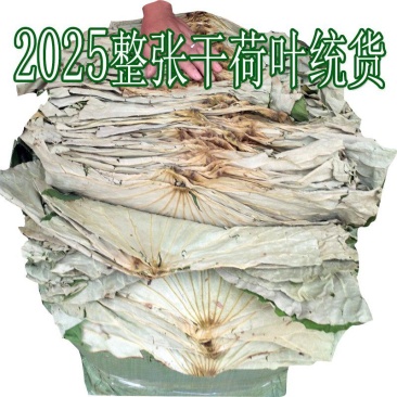 2025年整张荷叶产地直供干荷叶荷叶饭叫花鸡用统货荷叶5