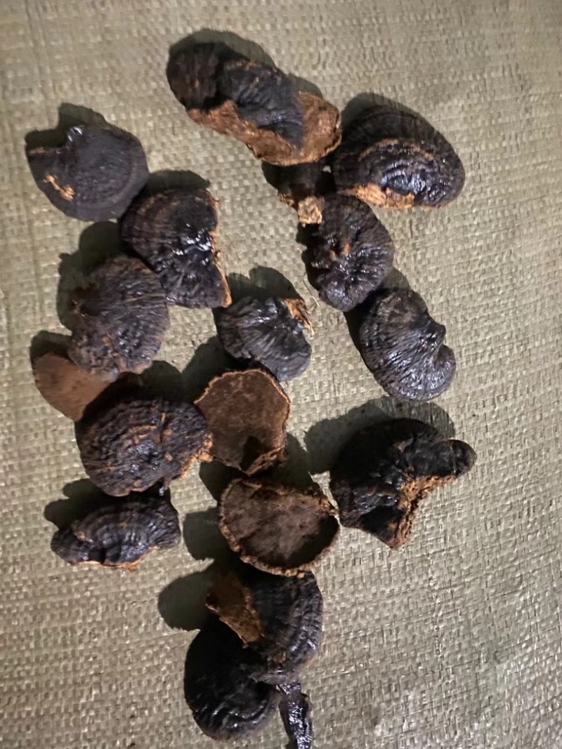 黑灵芝产地直销规格齐全品质保证金边灵芝