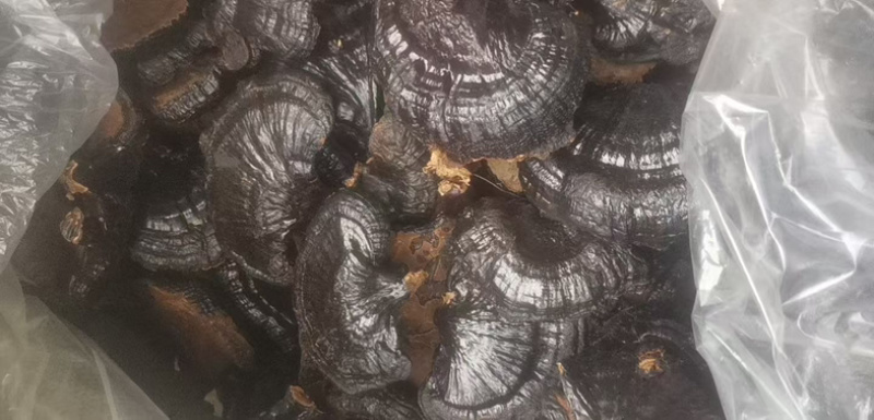 黑灵芝产地直销规格齐全品质保证金边灵芝