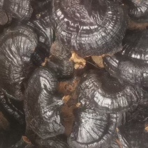 黑灵芝产地直销规格齐全品质保证金边灵芝