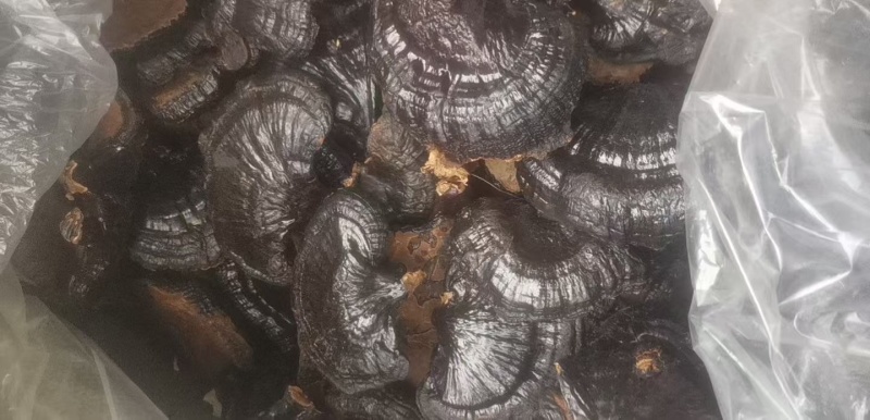 黑灵芝产地直销规格齐全品质保证金边灵芝