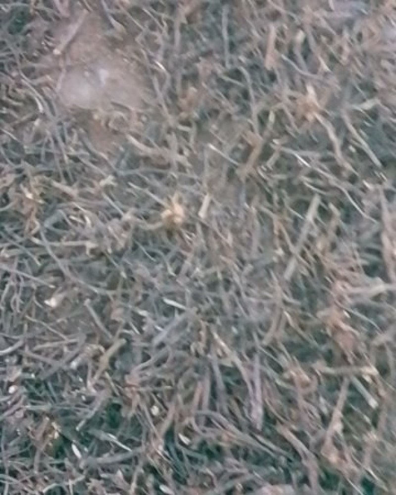云南野生白面风羊耳菊干货切断干货量不大批量价优