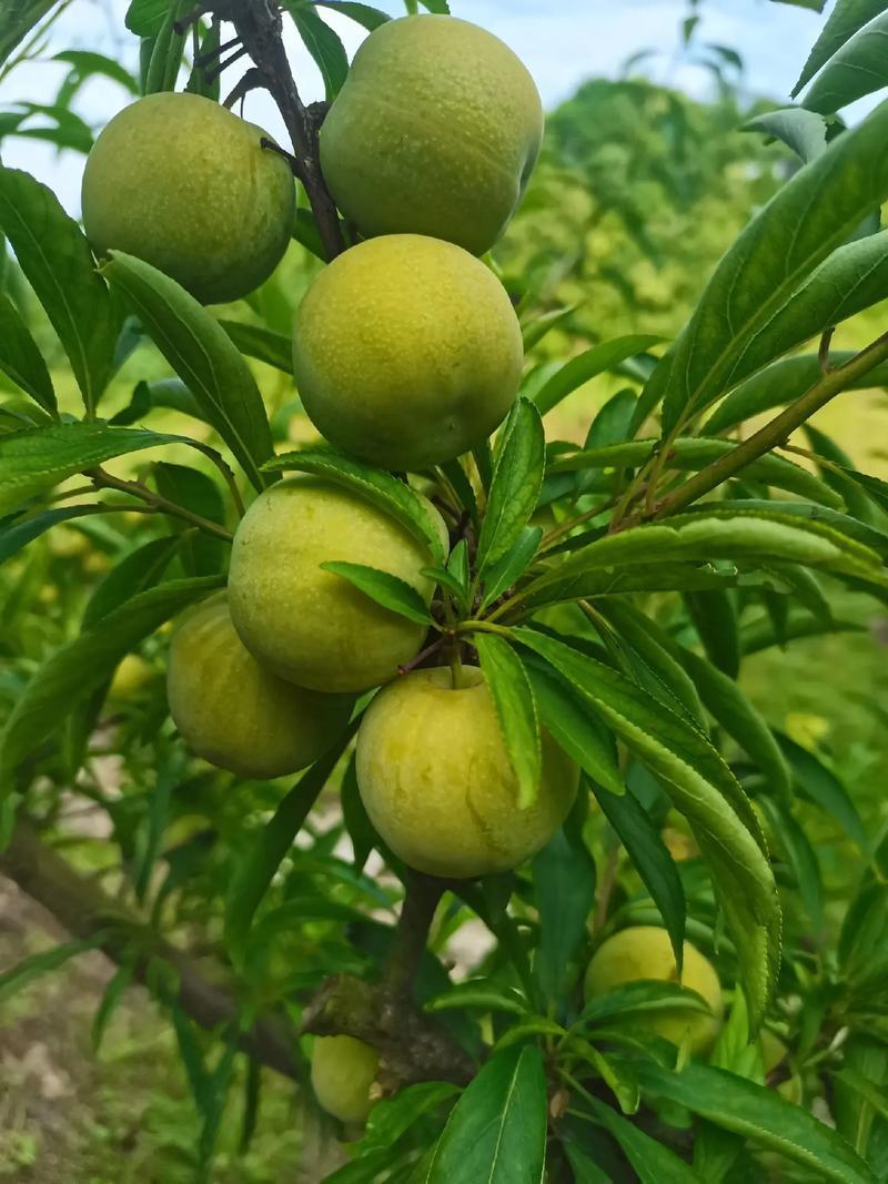 重庆巫溪青脆李