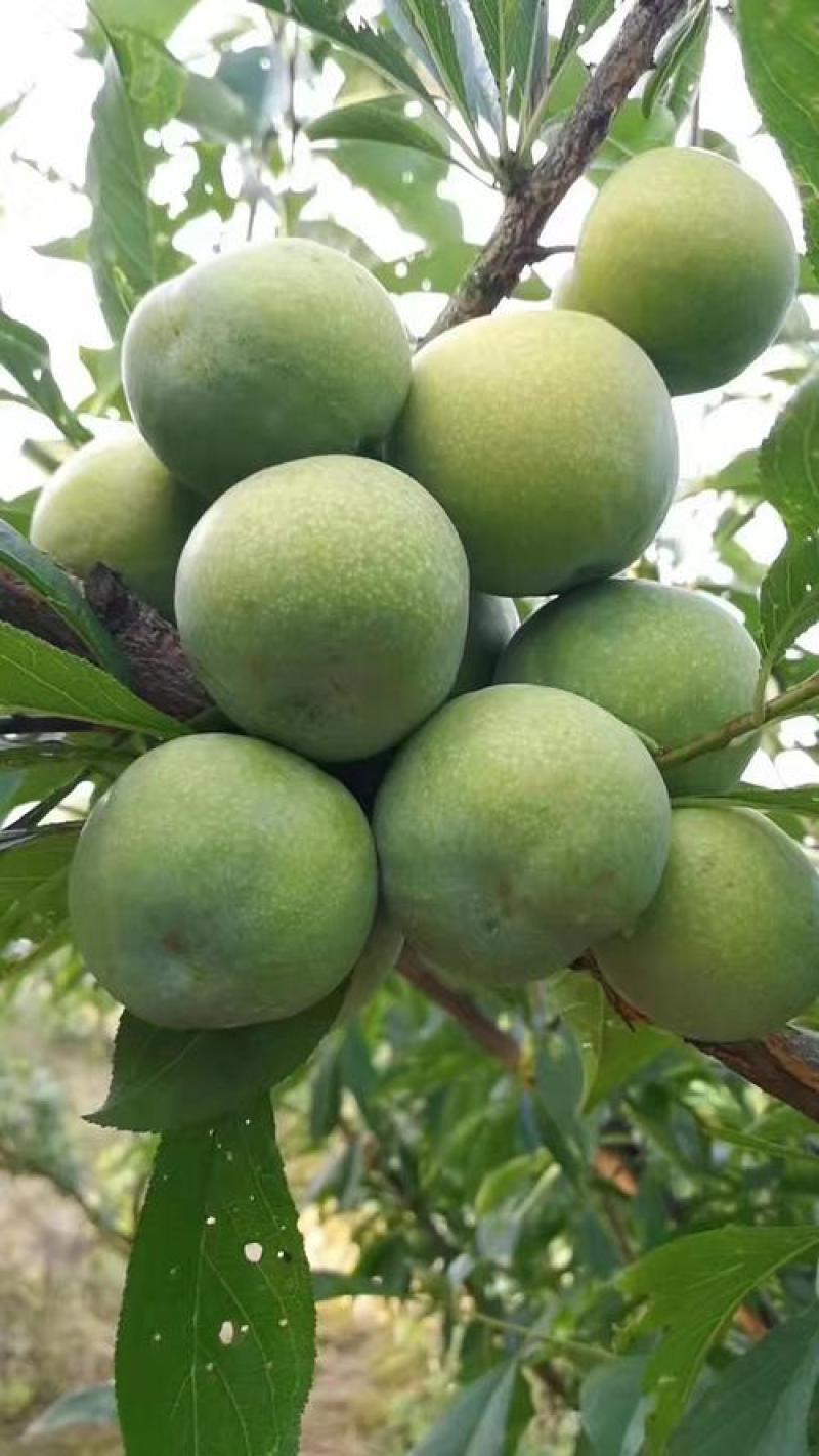重庆巫溪青脆李