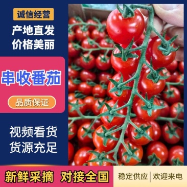 串收番茄saopolo，常年供应，冷链运输，基地直发。